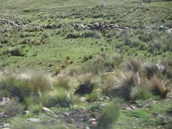 Andengras
und Steinmauer Andengras und Steinmauer