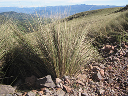 Andengras mit Andenkette, Nahaufnahme Andengras mit Andenkette, Nahaufnahme