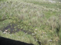 Feuchtgebiet am Strassenrand