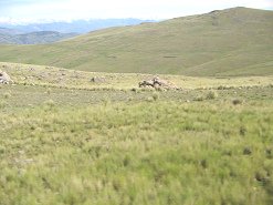 Noch ein Steinhaufen im Feld (02)