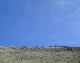 Grosser Vogel am Himmel (01)