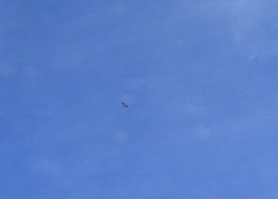 Grosser Vogel am Himmel (01),
                                  Nahaufnahme