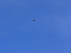 Grosser Vogel am Himmel (02),
                                  Nahaufnahme