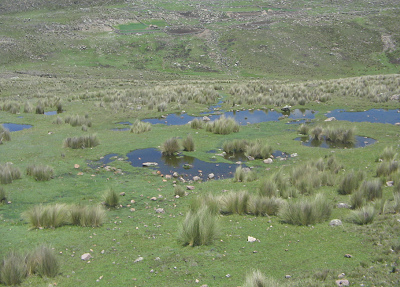 Wasserl�cher mit Andengras (01)