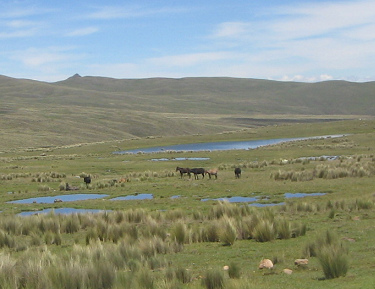 Teichlandschaft und Tiergruppe (01)