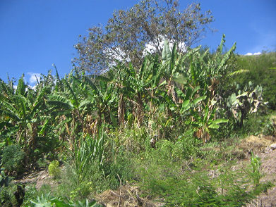 Platanero en la pendiente