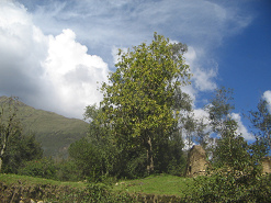 Figura de un �rbol