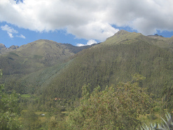 Bosque y vista al l�mite del bosque