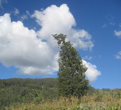 Figura de �rbol al cielo, primer plano