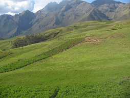 Kartoffelfeld und
Grasberge Kartoffelfeld und Grasberge