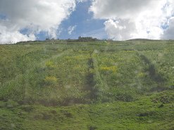 Gelbes
Feld Gelbes Feld