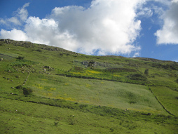 Feld
am Hang Feld am Hang