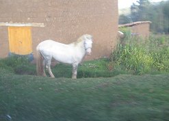 Pferd (weisser Schimmel) am
                                    Strassenrand