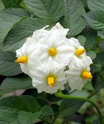 Weisse Kartoffelbl�ten