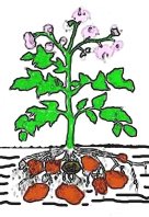 Kartoffelpflanze, Schema Kartoffelpflanze, Schema