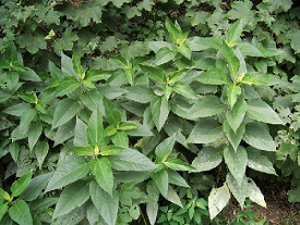 Topinambur, die
                                        Blattanordnung [16]