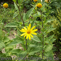 Topinambur, Blüte mit
Blattanordnung Topinambur, Blüte
mit Blattanordnung