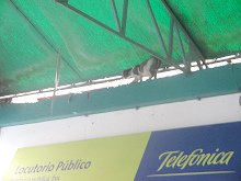 Gato en el terminal (02)