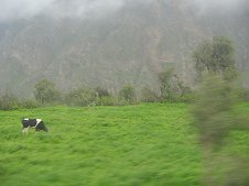 Pasto de vaca, figuras de �rboles y
                        despe�aderos