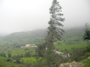 Figura de �rbol con neblina al fondo (03)