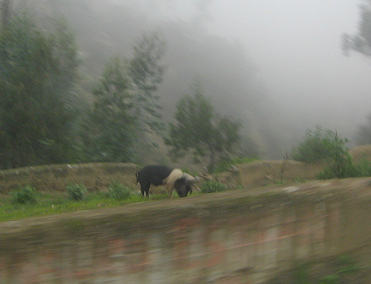 Un chancho en un pasto con muros de campos