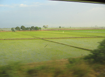 Panamericana in Nord-Peru zwischen Mancora
                        und Tumbes, Reisfelder (05)