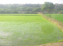 Panamericana in Nord-Peru zwischen Mancora und Tumbes,
            Reisfelder (02)