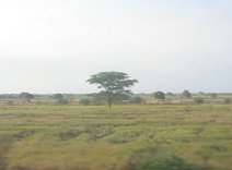 Panamericana in Nord-Peru zwischen Tumbes
                        und Zarumilla, Felder und Baumgestalt