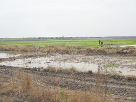 Panamericana, Reisfelder zwischen
                          Zarumilla und Tumbes