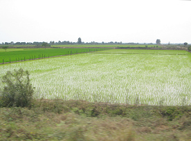 Reisfelder bei Tumbes (01)