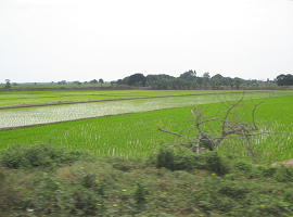 Reisfelder bei Tumbes (02)