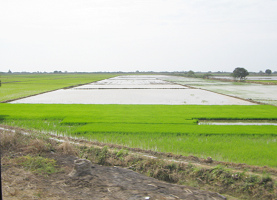 Reisfelder bei Tumbes (03)