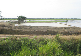 Reisfelder bei Tumbes (04)