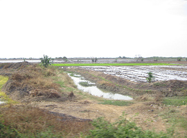 Vorbereitete Reisfelder bei
                                    Tumbes