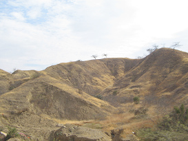 Panamericana Norte entre Zorritos y Mncora,
                      cerros del desierto con rboles (01)