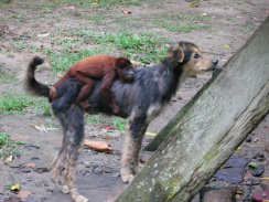 Amazonas-Flussdorf 02, oder ein Affe hält
                          sich an einem Hund fest