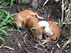 Amazonas-Flussdorf 02, die jungen
                          Schweine scheinen glücklich dahinzudösen