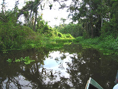 Amazonas-Flusslauf, Seitenarm 01