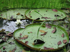 Wasserpflanzen 03: Wasserlilie in einem
                          Amazonas-Seitenarm