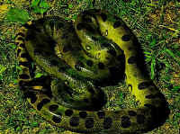 Anaconda con manchas ovales