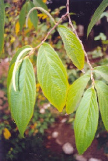 Ayahuasca, Matico (Piper
              angustifolium)