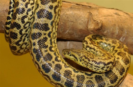 Gelbe Anaconda mit lnglichen Flecken, Brcken,
                Halbmonden, langen Linien in Bogenform, Trapezen