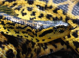 Gelb-schwarze Anaconda 02