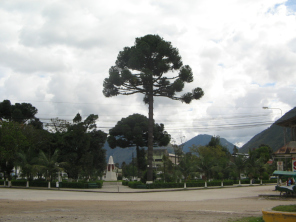 El
                          parque, el pino con el monumento