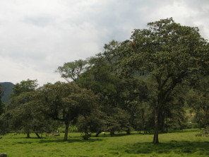 Panorama mit Bäumen 02