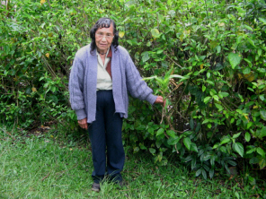 Franciscos Schwester Josefa
                                        zeigt die Cheyushque-Pflanze 01