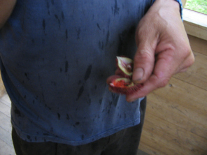 La fruta "Sangre de grado" con
                          sus semillas para colorar y para curar